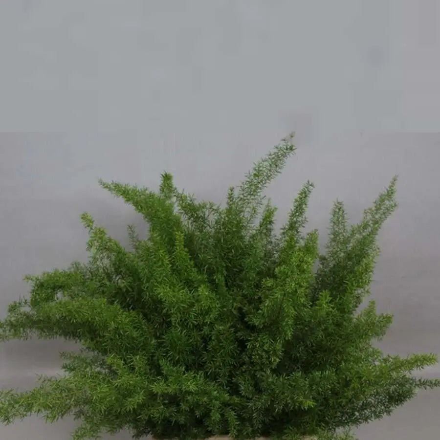 Asparagus Densiflorus Myers - 50 Stem Bunch