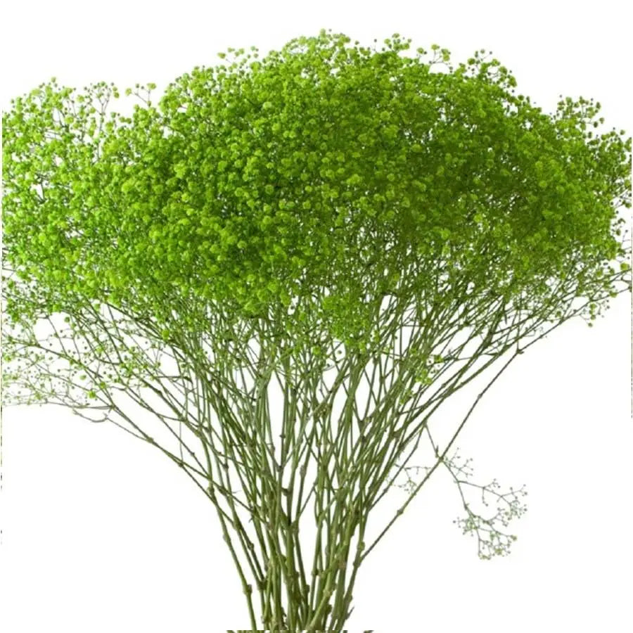 Baby's Breath Painted