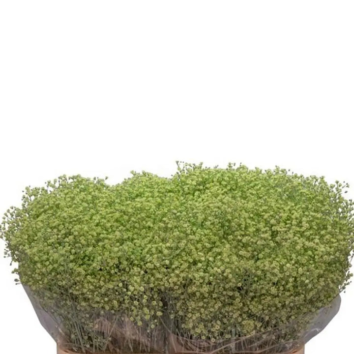 Baby's Breath Painted
