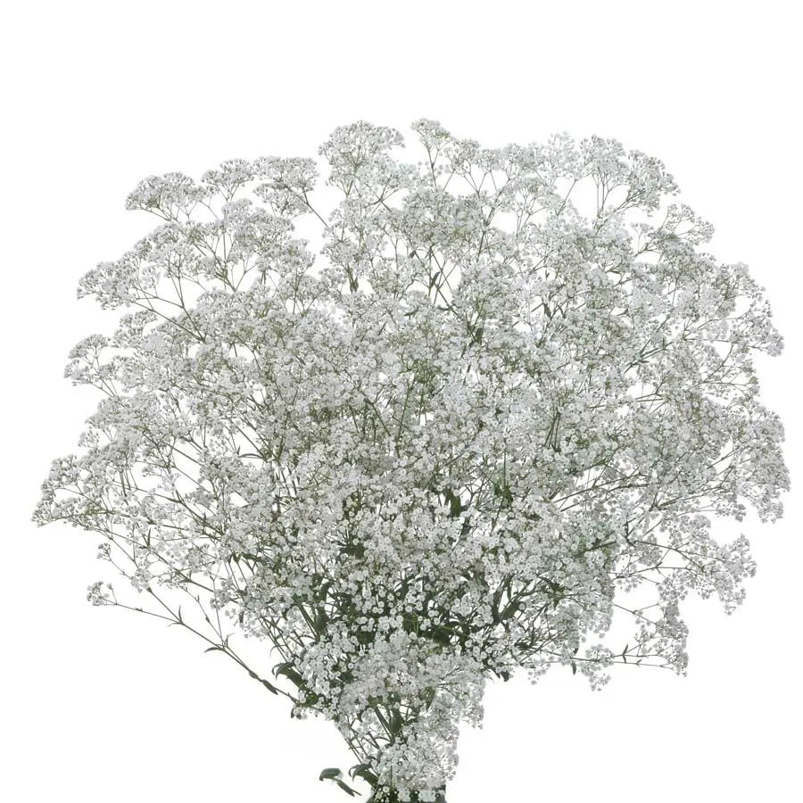 Baby's Breath Zinzi Discovery - 25 Stem Bunch Holex Dutch