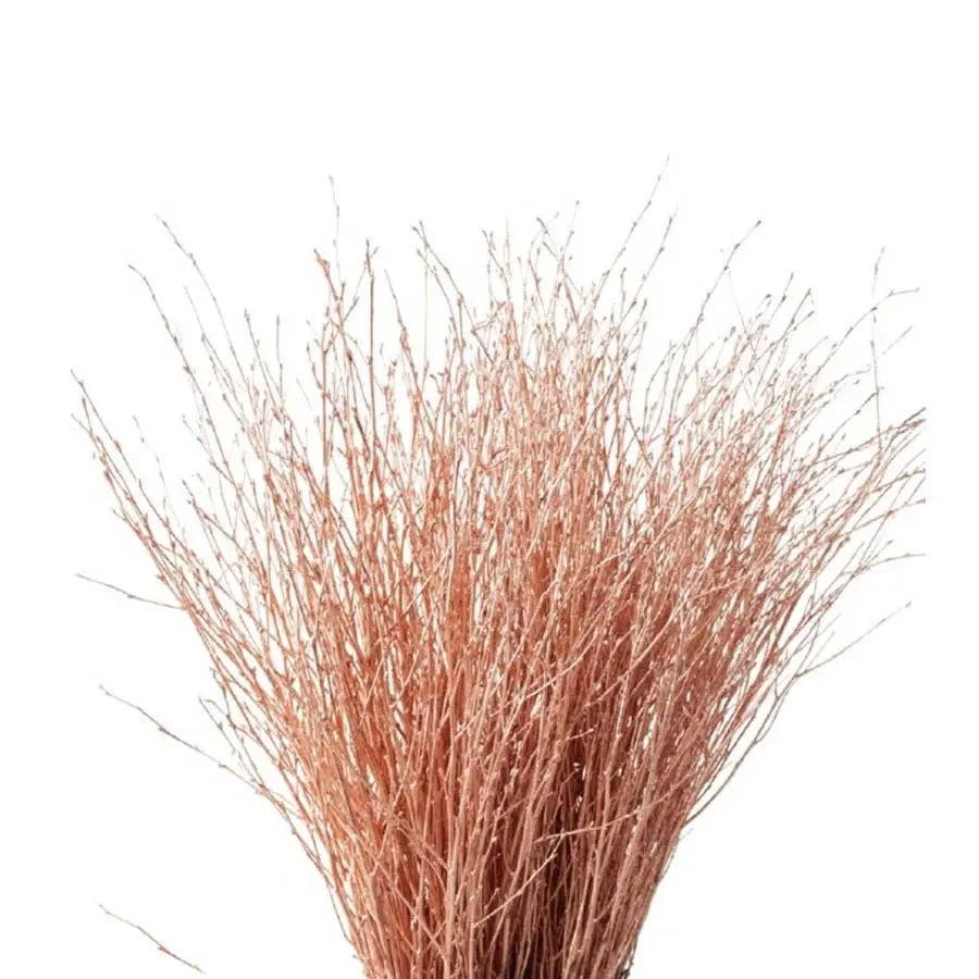 Betula Pendula Copper - 10 Bunches