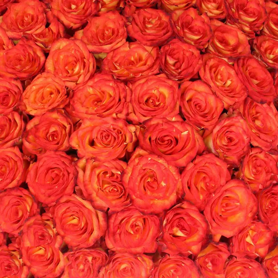 Traditional Bicolor Rose PetalKit PetalDrivenCom