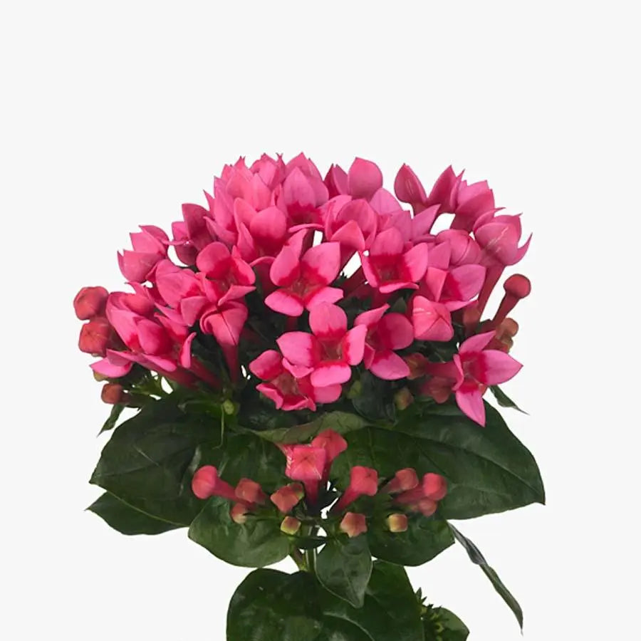 Бовардия эн ред винтер, (10 шт.) - купить в интернет-магазине по низкой цене на