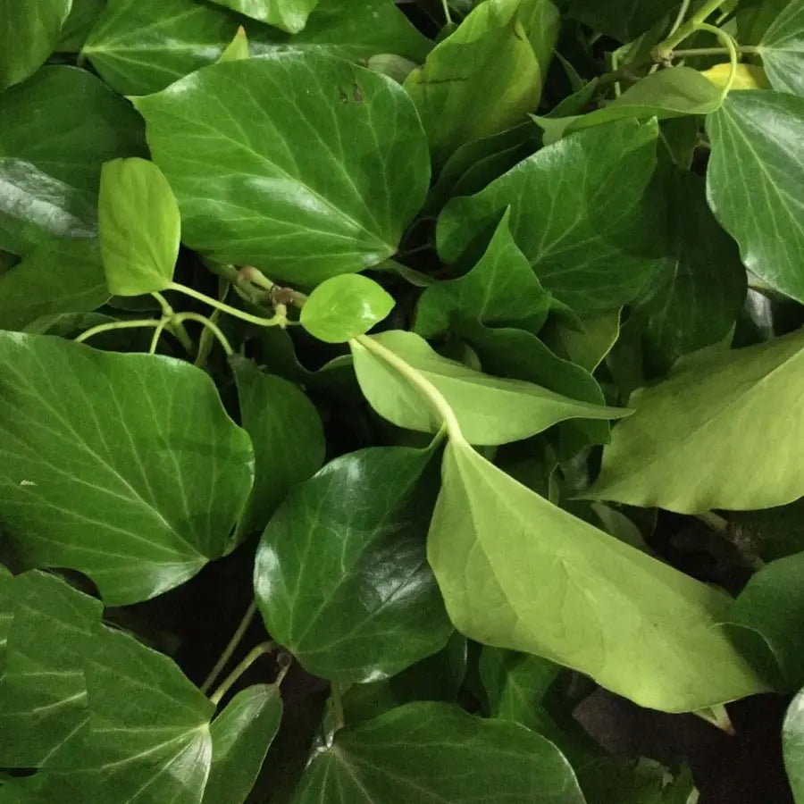 Bush Ivy - 8 Bunch Box HDB