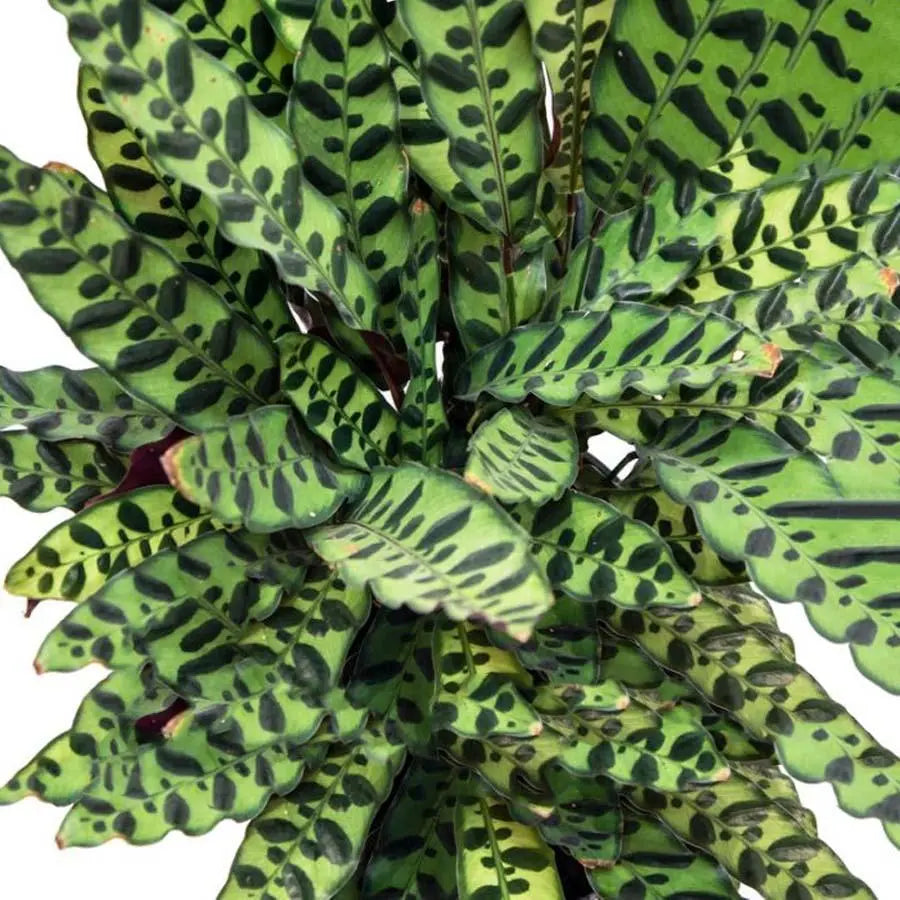 Calathea Insignes - 50 Stem Bunch