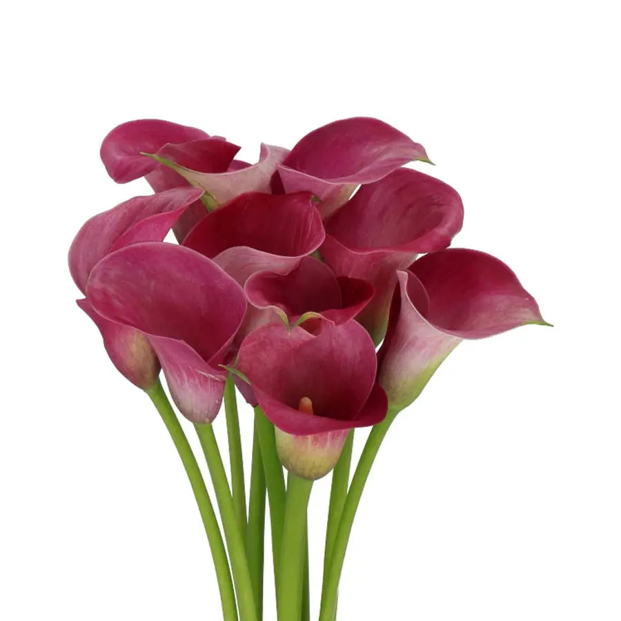 Calla Lily Captain Romance Holex Dutch
