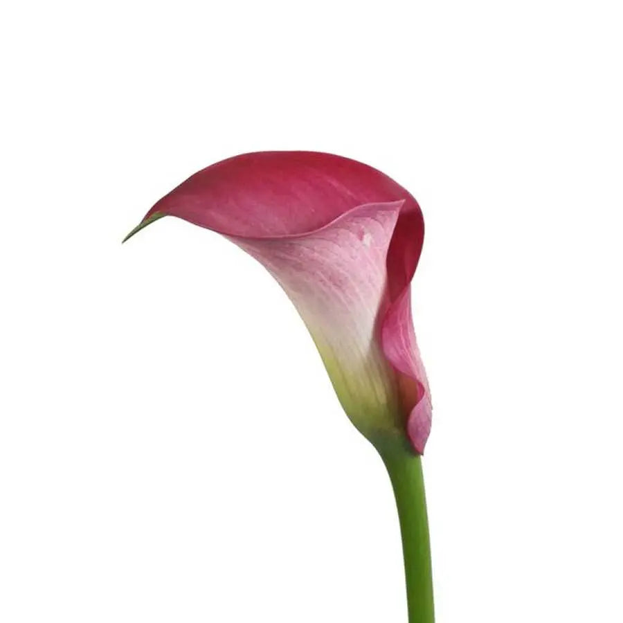 Calla Lily Captain Romance - 10 Stem Bunch