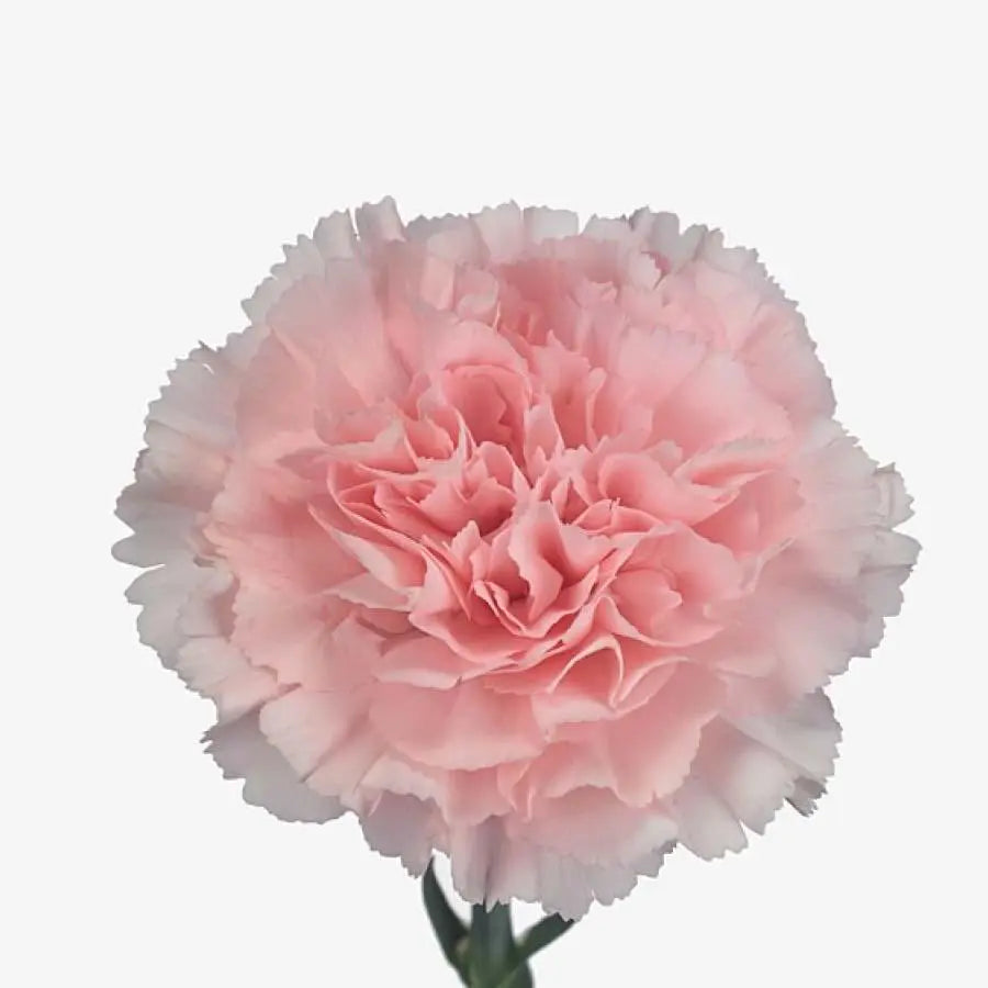 Carnation Doncel - 80 Stem Bunch