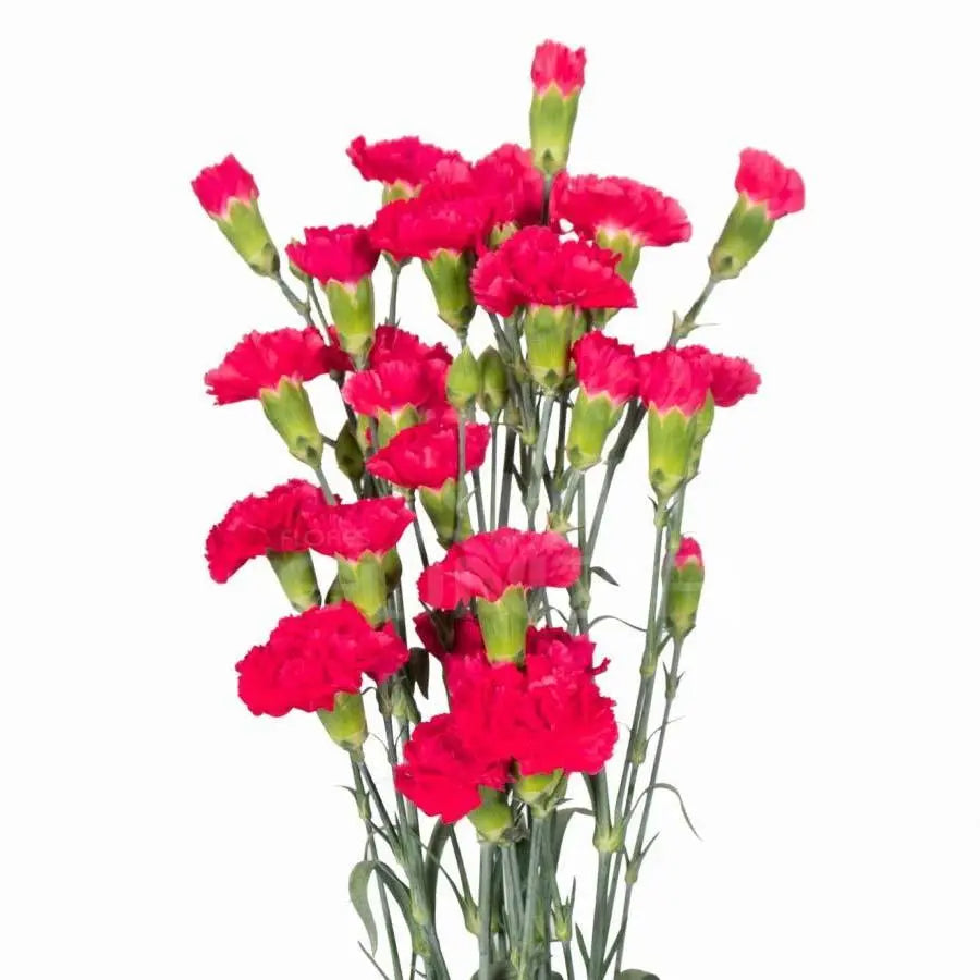 Carnation Spray Pigeon - 50 Stem Bunch