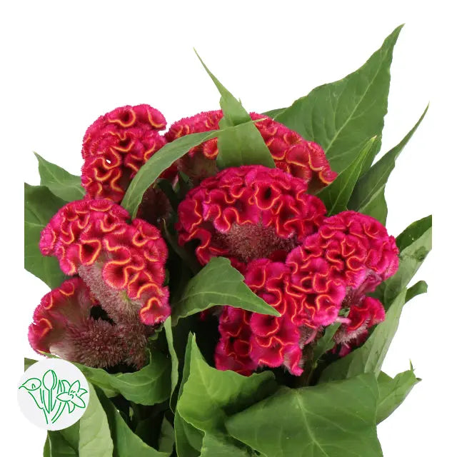 Celosia Cristata Hot Pink Cherry - 20 Stems Holex Dutch
