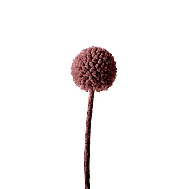 Billy Balls - 50 Stem Bunch