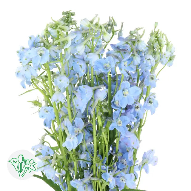 Delphinium Belladonna Light Blue - 50 Stem Bunch Holex USA