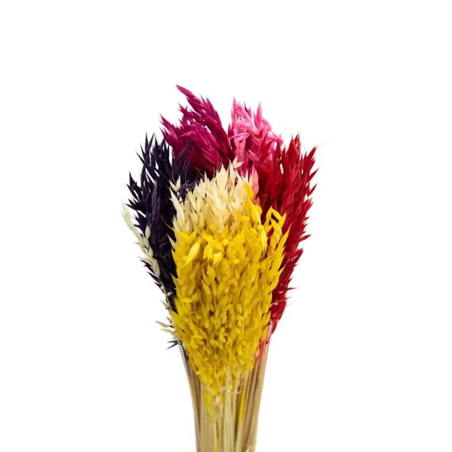 Dried Avena Mixed - 20 Bunches