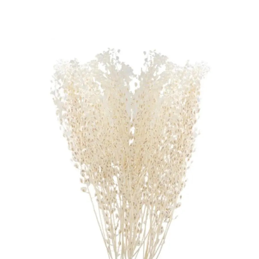 Dried Lepidium Bleached - 100 Stems