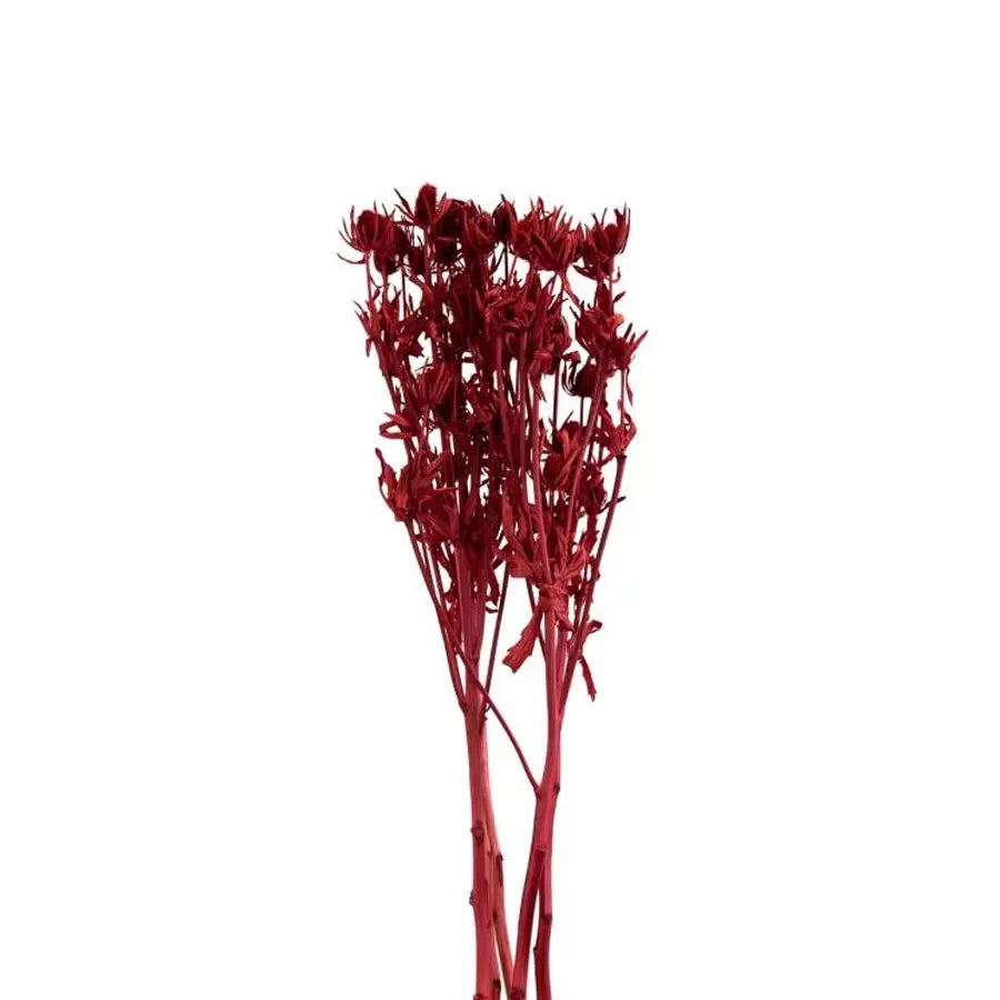 Dried Eryngium Bleached Red  - 100 Stems