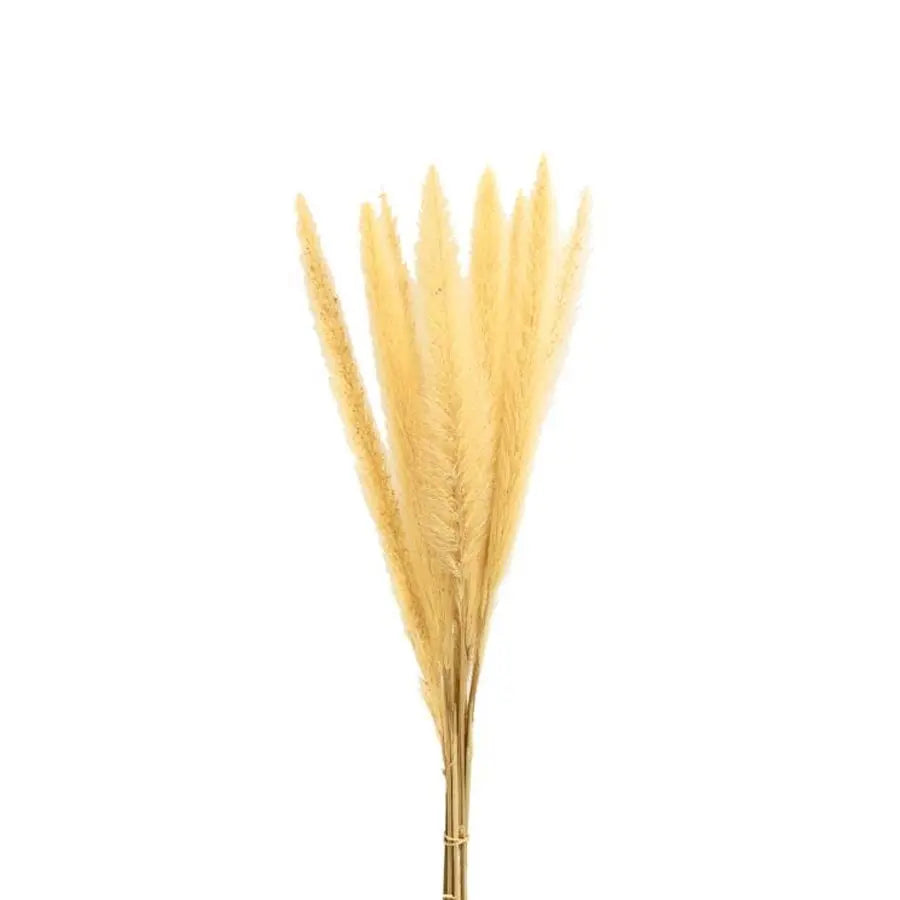 Dried Fountain Grass - 120 Stems