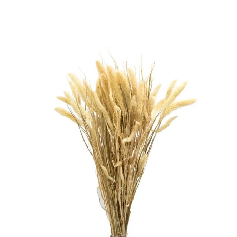 Dried Foxtail Grass - 30 Bunches