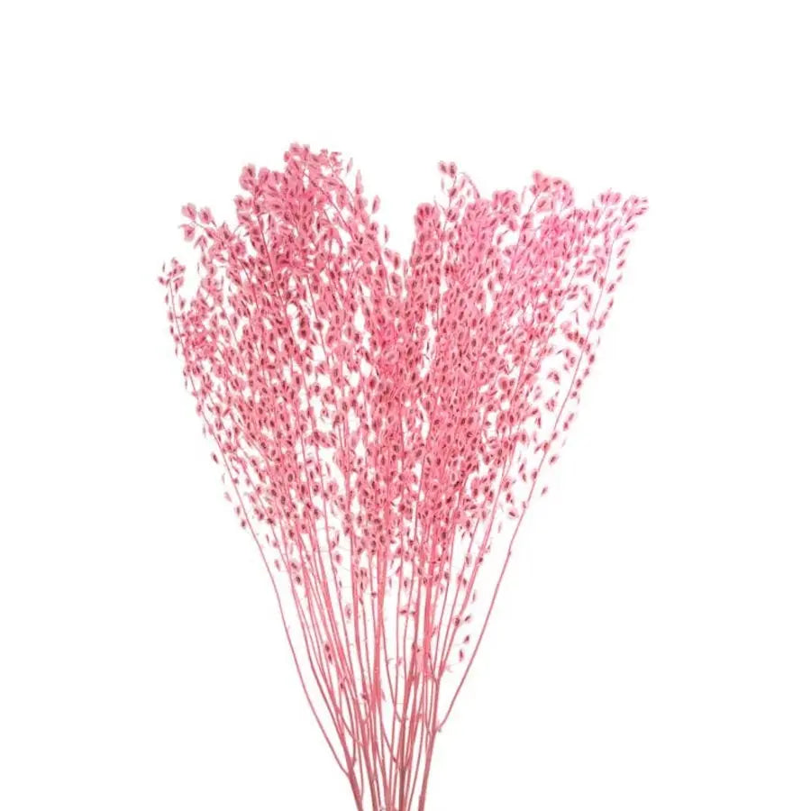 Dried Lepidium Preserved Pink - 100 Stems