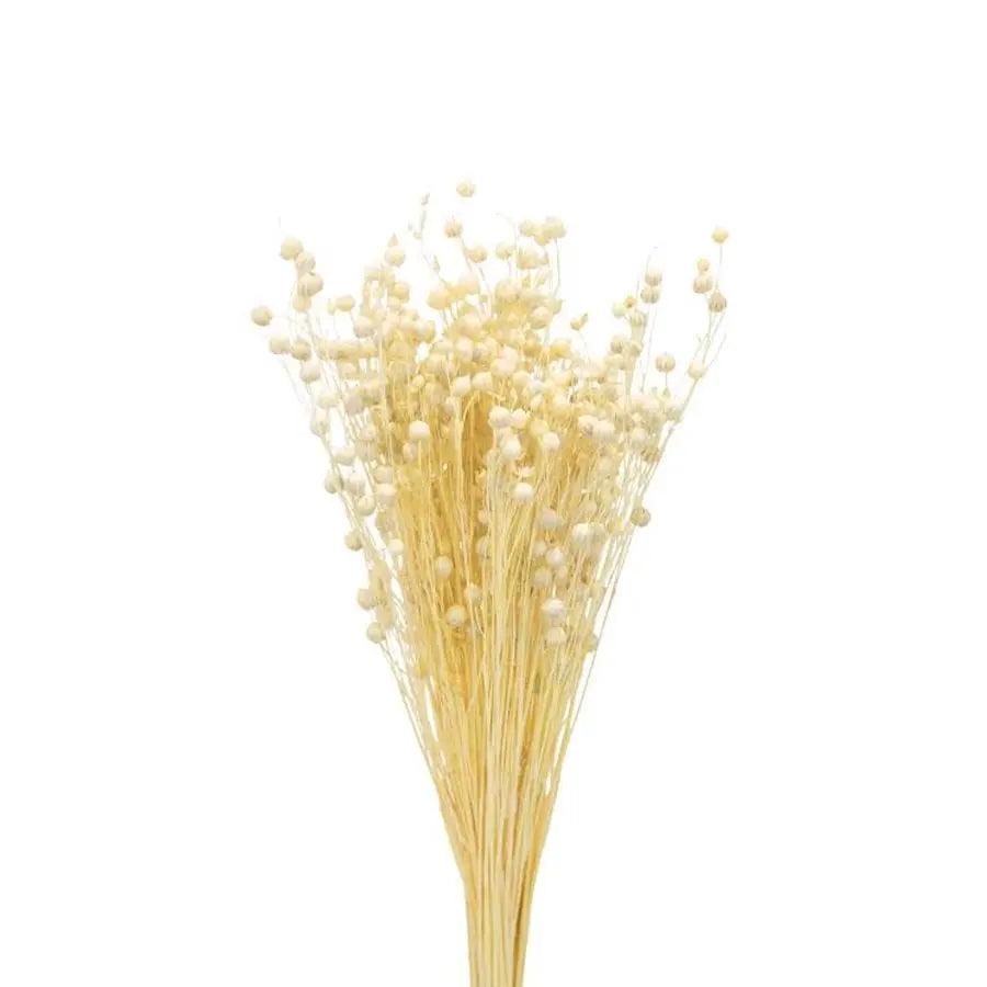 Dried Linun Bleached - 15 Bunches