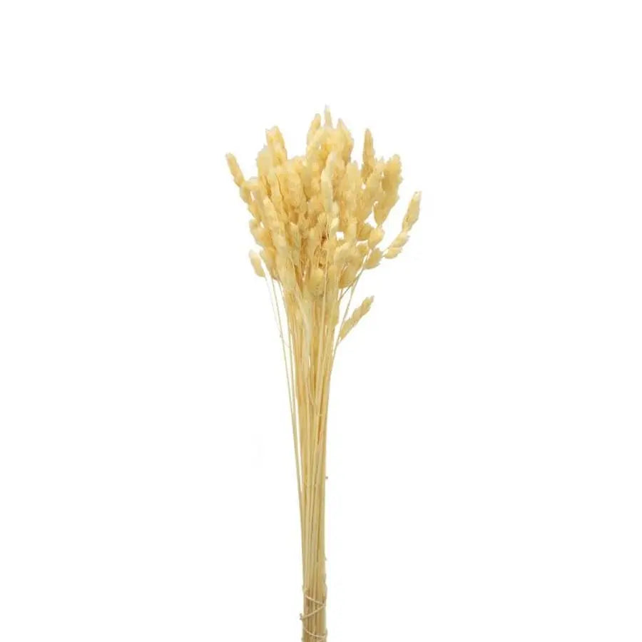 Dried Orchard Grass Bleached - 22 Bunches