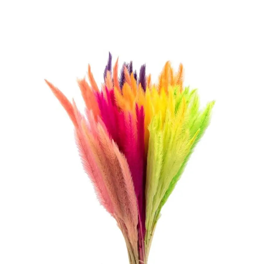 Dried Pennisettum Assorted Colors - 200 Stems