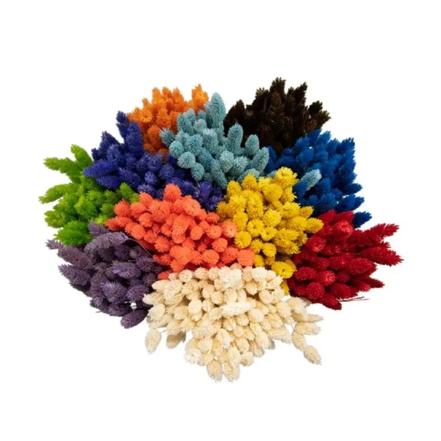 Dried Phalaris Assorted Colors - 30 Bunches