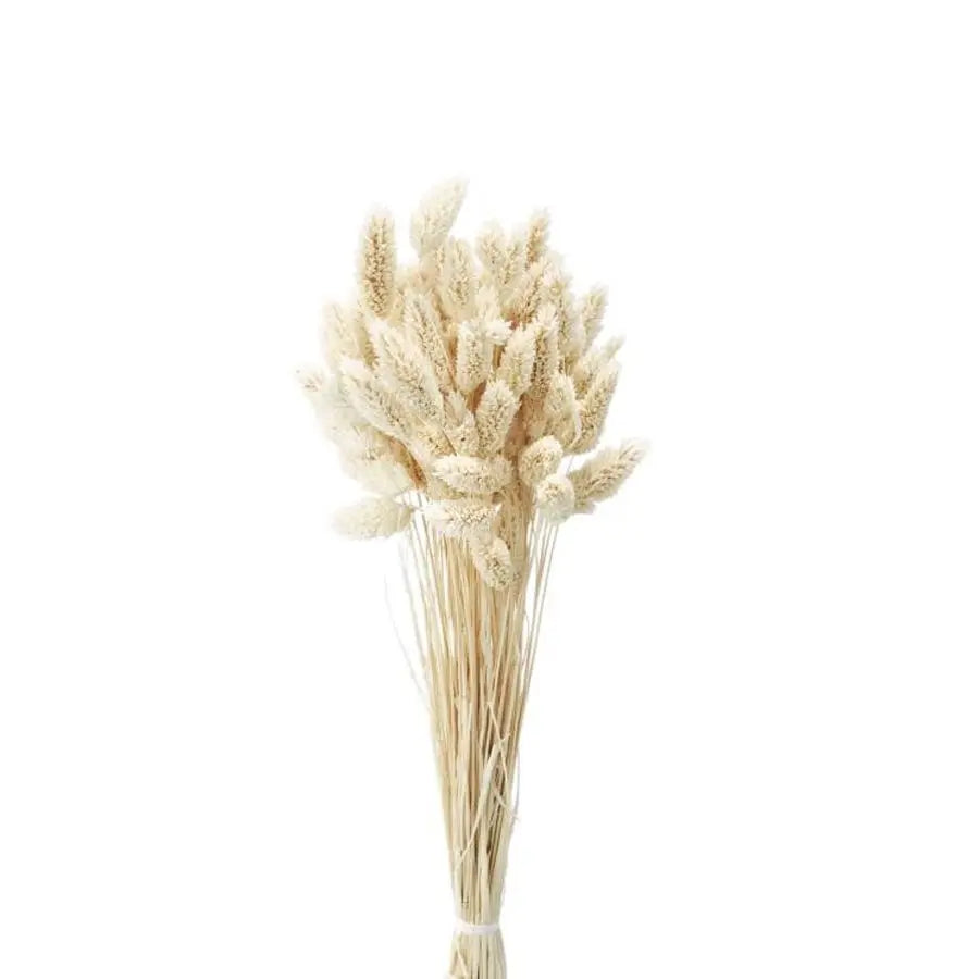 Dried Phalaris Bleached - 30 Bunches
