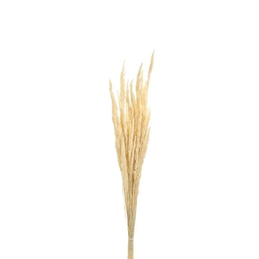 Dried Piumetta Bleached - 25 Bunches