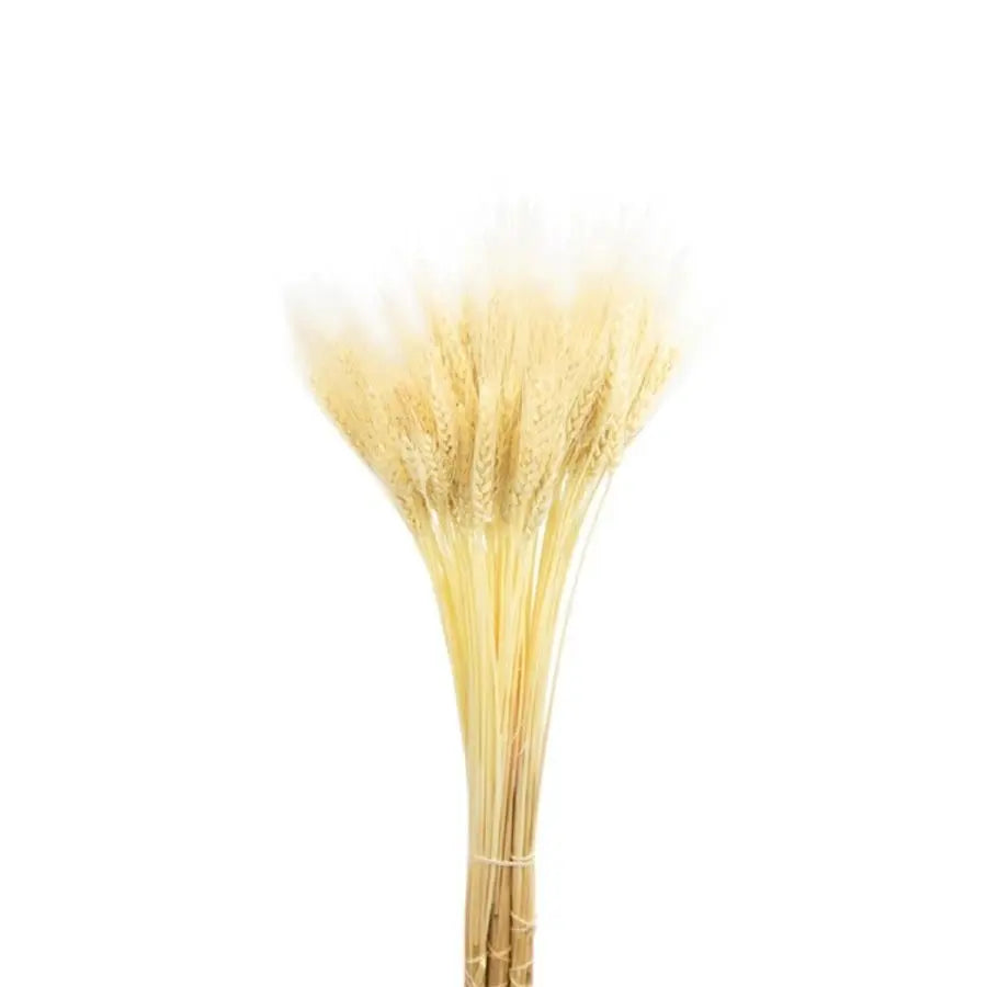 Dried Wheat Spike Bleached - 12 Bunches