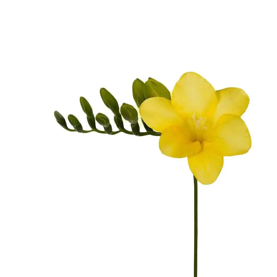 Freesia - Yellow - 50 Stem Bunch
