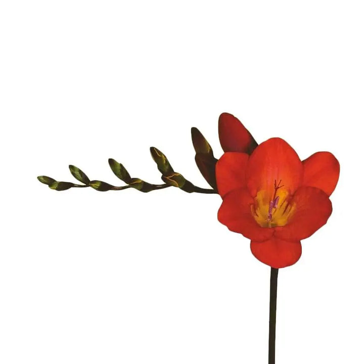 Freesia - Red - 50 Stem Bunch