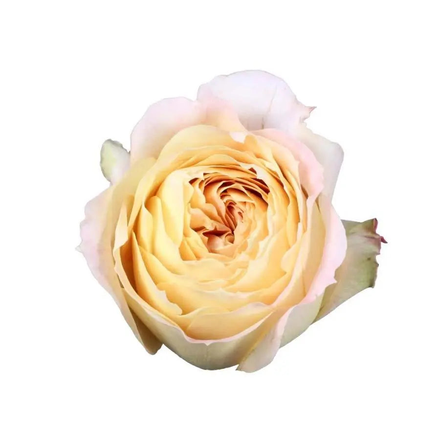 Fresh cut peach and cream Caramel Antike garden roses, 48-stem bunch