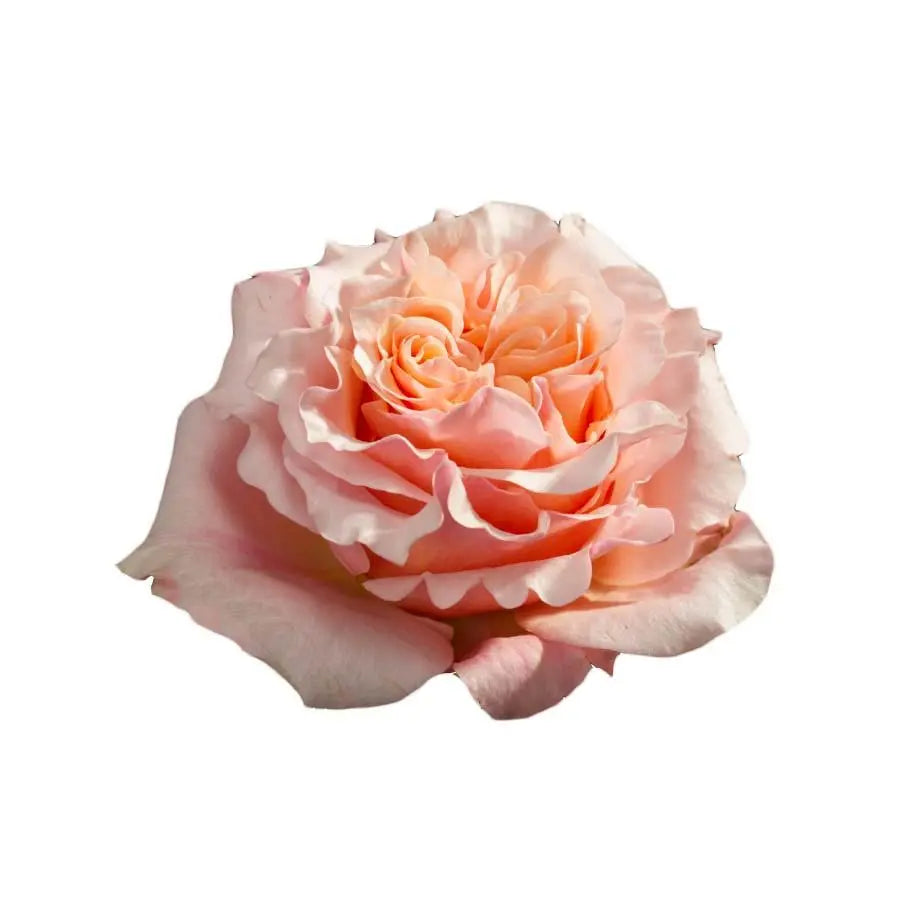 Garden Rose Mayra Mayra Peach - 48 Stem Bunch