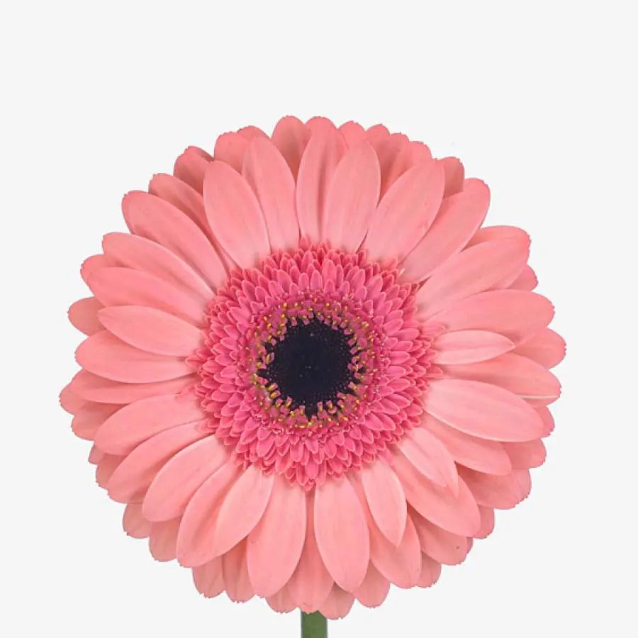 Gerber Daisy Pink - 60 Stems Holex Dutch