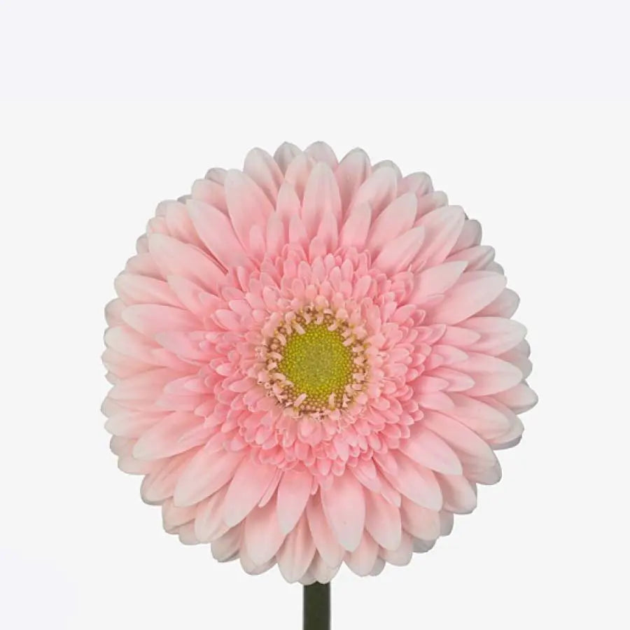 Gerber Daisy Light Pink - 60 Stem Bunch Holex Dutch