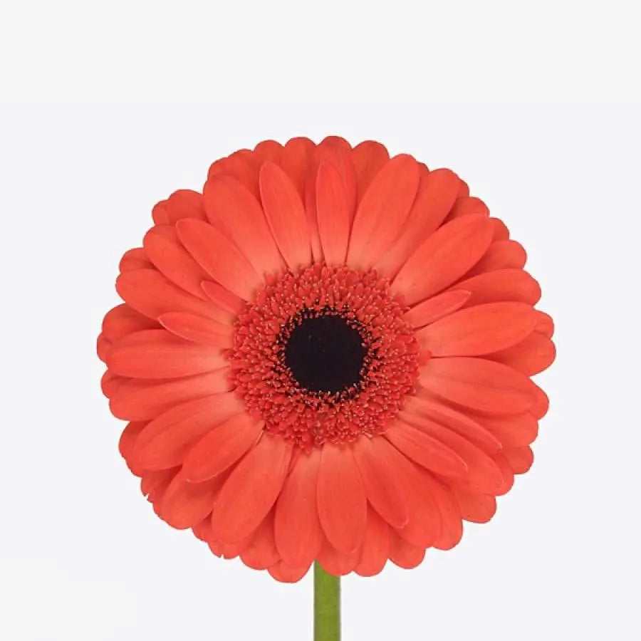Gerber Colima - 50 Stem Bunch Holex Dutch
