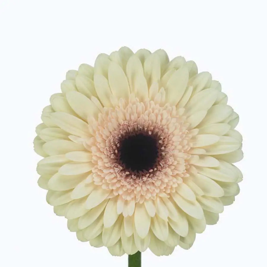 Gerber Eclair - 50 Stem Bunch Holex Dutch