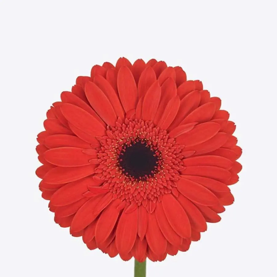 Gerber Daisy Red - 60 Stem Bunch Holex Dutch