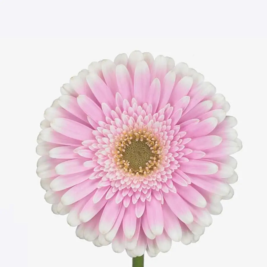 Gerber Maxime - 50 Stem Bunch Holex Dutch