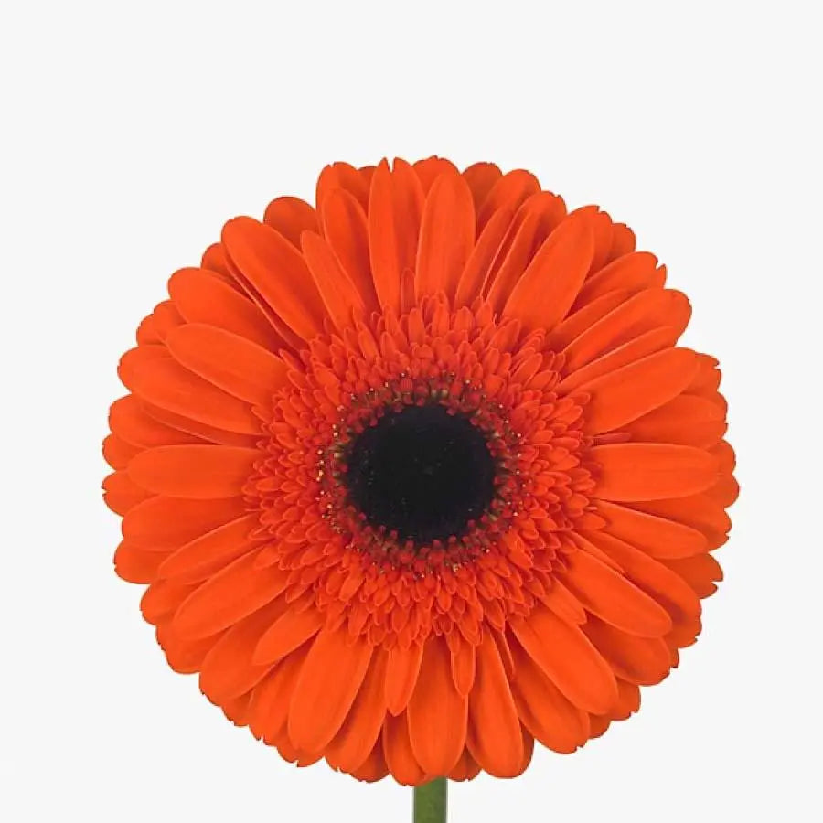 Gerber Prestige - 50 Stem Bunch Holex Dutch