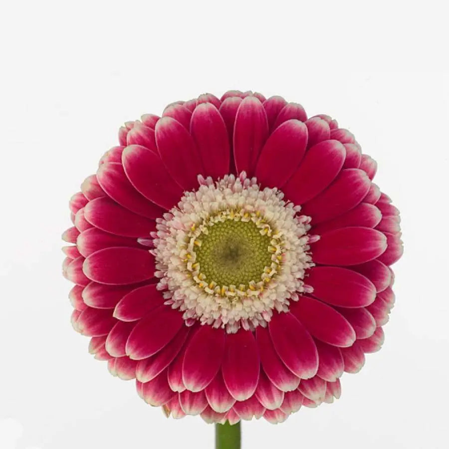 Germini Cassis