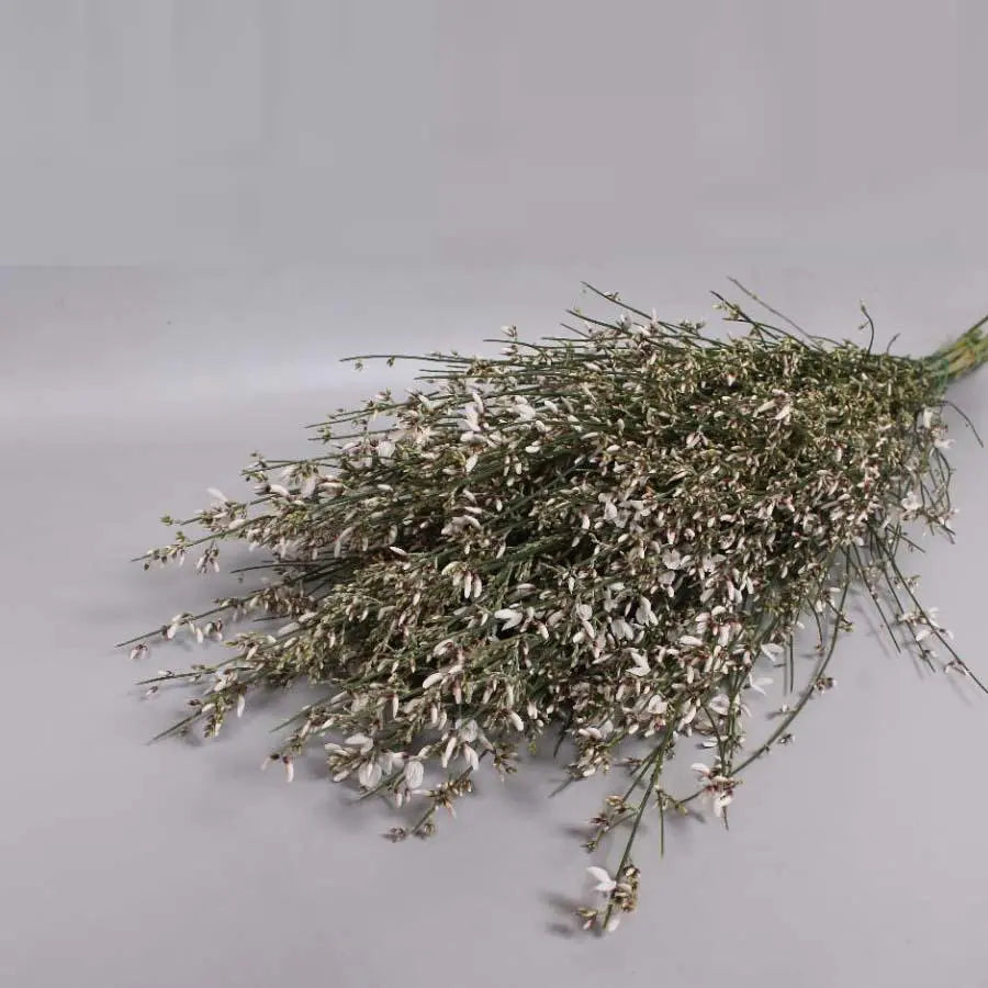 Ginestra White - 2 Bunches