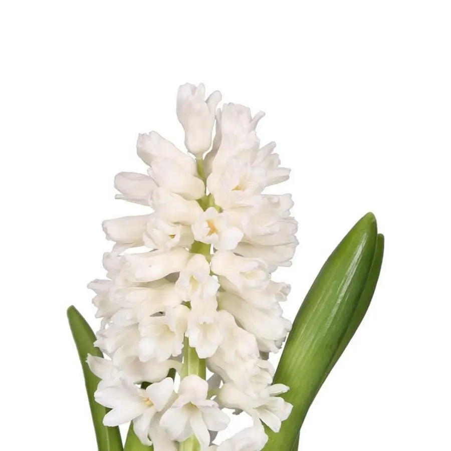 Hyacinth Aiolos - 25 Stem Bunch