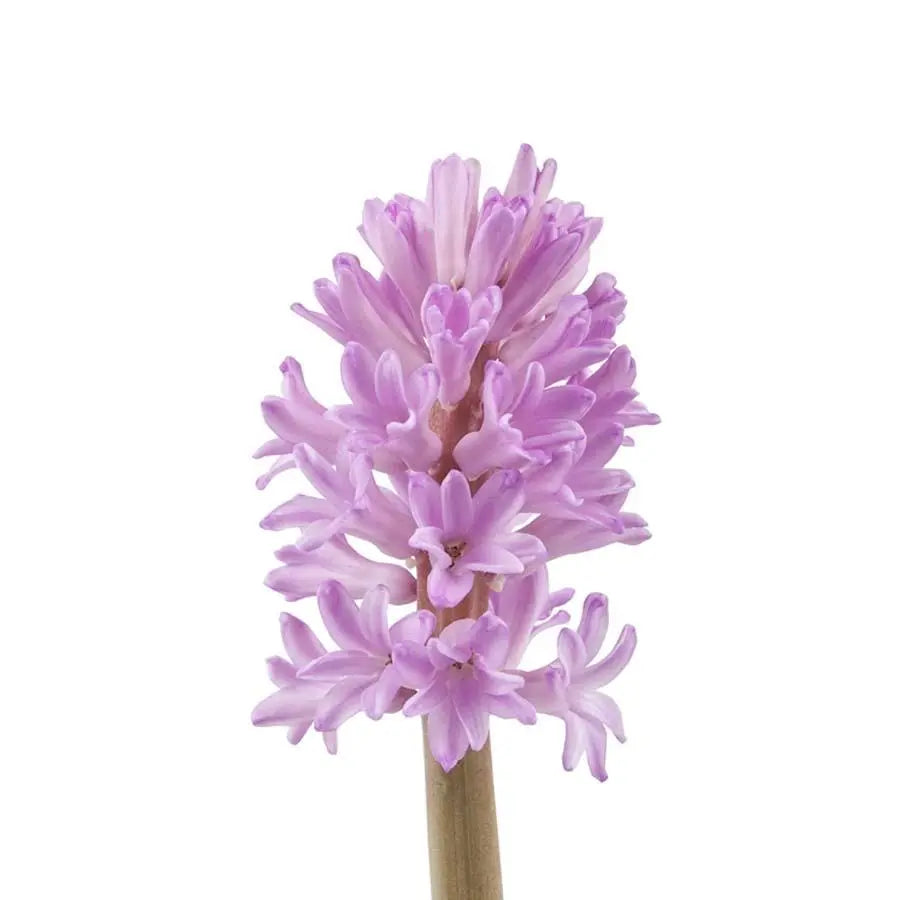 Hyacinth Anna Liza - 25 Stem Bunch