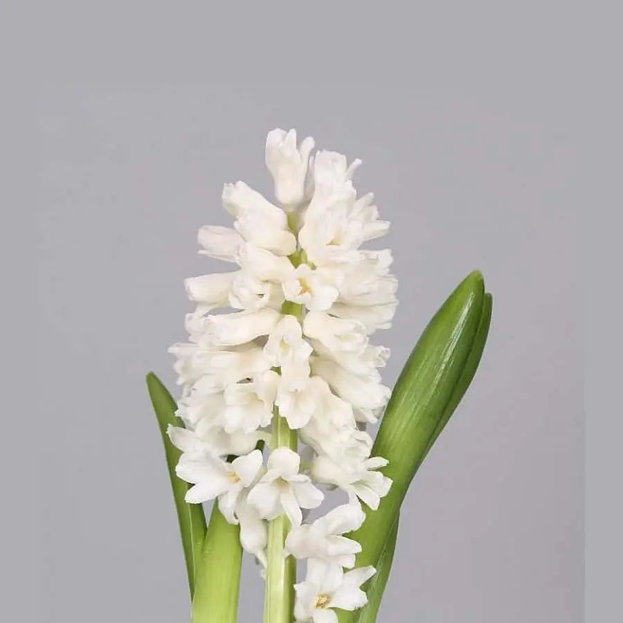 Hyacinth Antarctica - 25 Stem Bunch