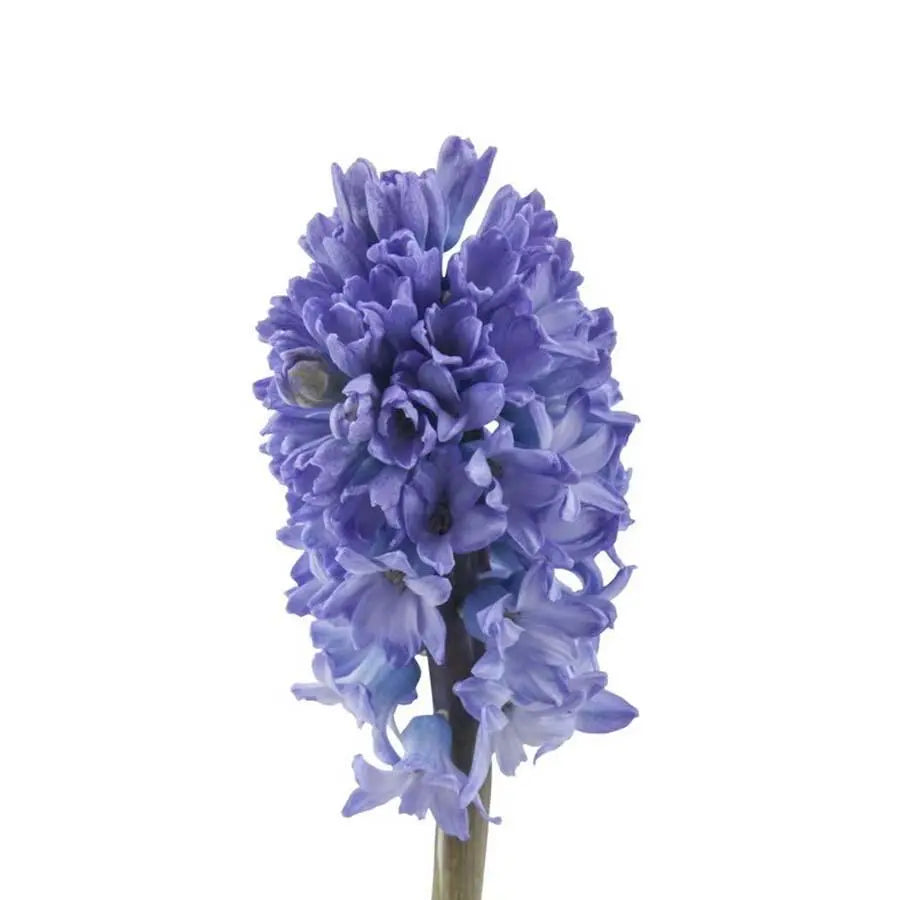 Hyacinth Delft Blue - 25 Stem Bunch