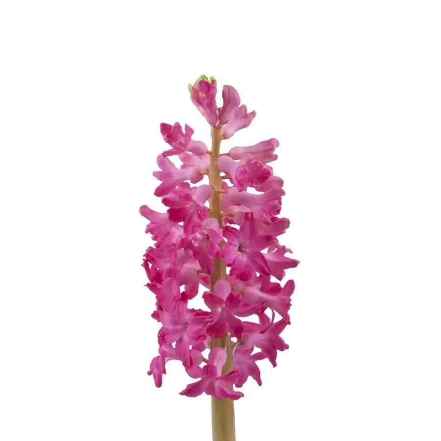 Hyacinth Jan Bos - 25 Stem Bunch Holex Dutch