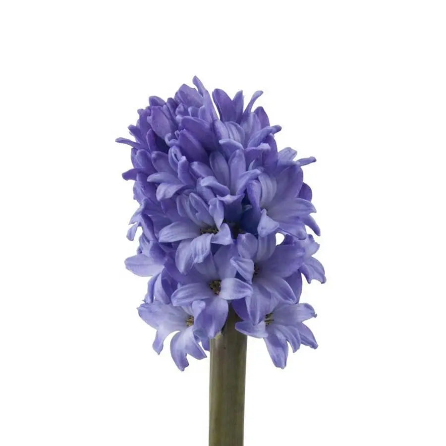 Hyacinth Minos - 25 Stem Bunch