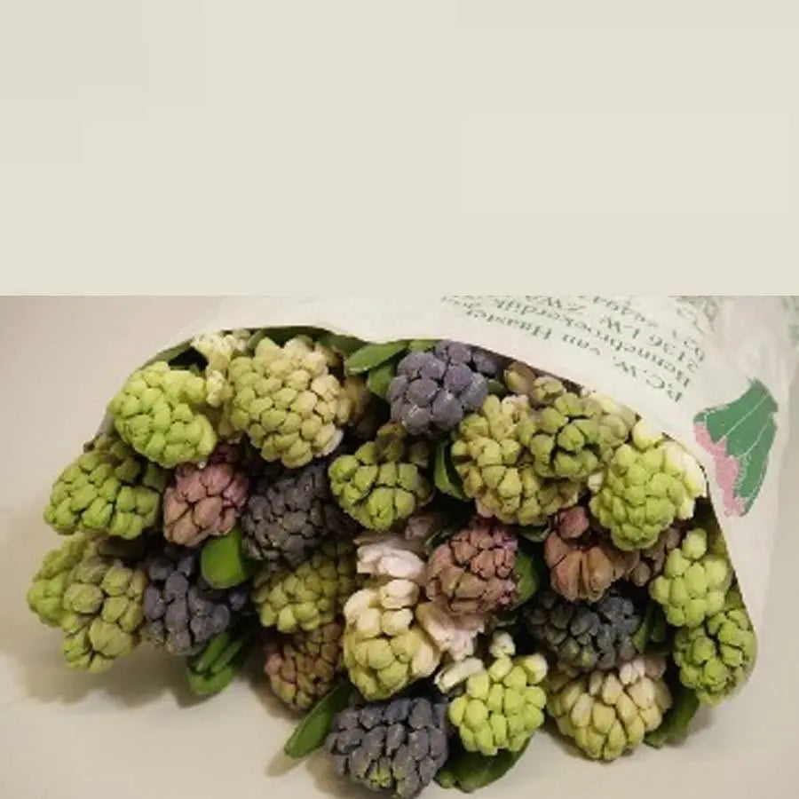 Hyacinth Mixed 5 Colors - 25 Stem Bunch