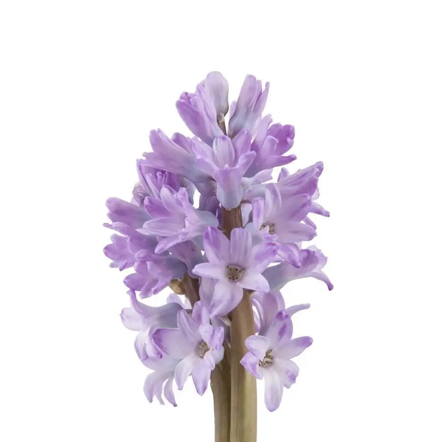 Hyacinth Purple Star - 25 Stem Bunch